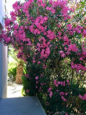 Apartment Lavanda, Molat